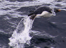 Megellanic Penguin